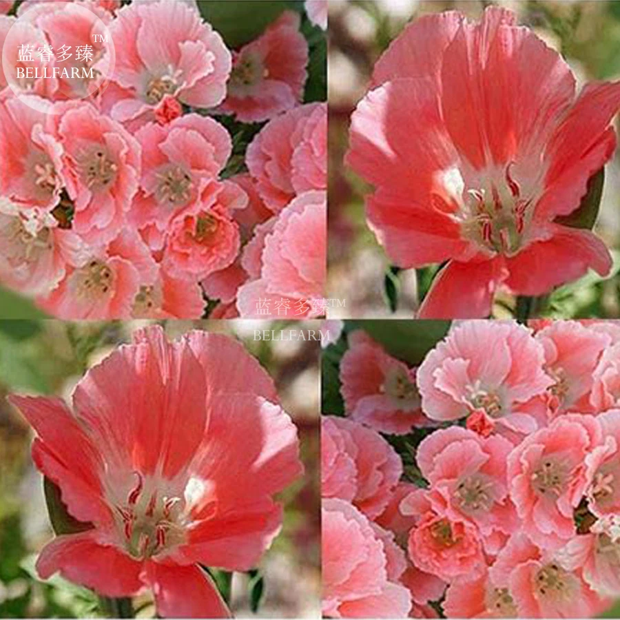 BELLFARM 50PCS Rare Mixed Godetia Monarch Clarkia Amoena Flowers Seeds