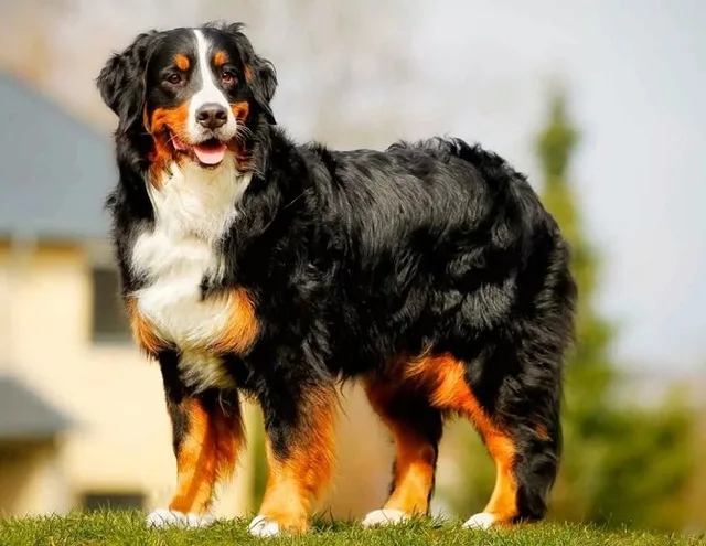new-arrival-Diamond-painting-embroidery-Puppy-Bernese-Mountain-Dog-crystal-beads-5d-cross-stitch-kits-handwork.jpg_640x640