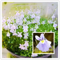 100 частиц/сумка маленький белый кролик пузырчатка Хищные растения бонсай сад украшения для бонсай легко выращивать растения
