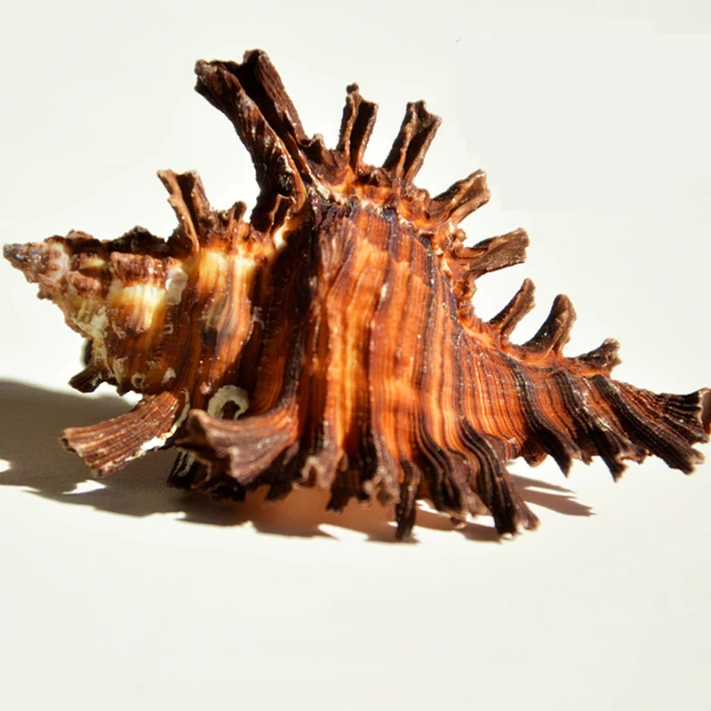 

Colorful Black Murex Sea Natural Conch Shells Wedding Party Home Furnishing Decoration Gift