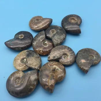 

TT669(10pcs a lots) Natural Fossil Ammonite Stone Healing Minerals rock collection gifts aura quartz crystals