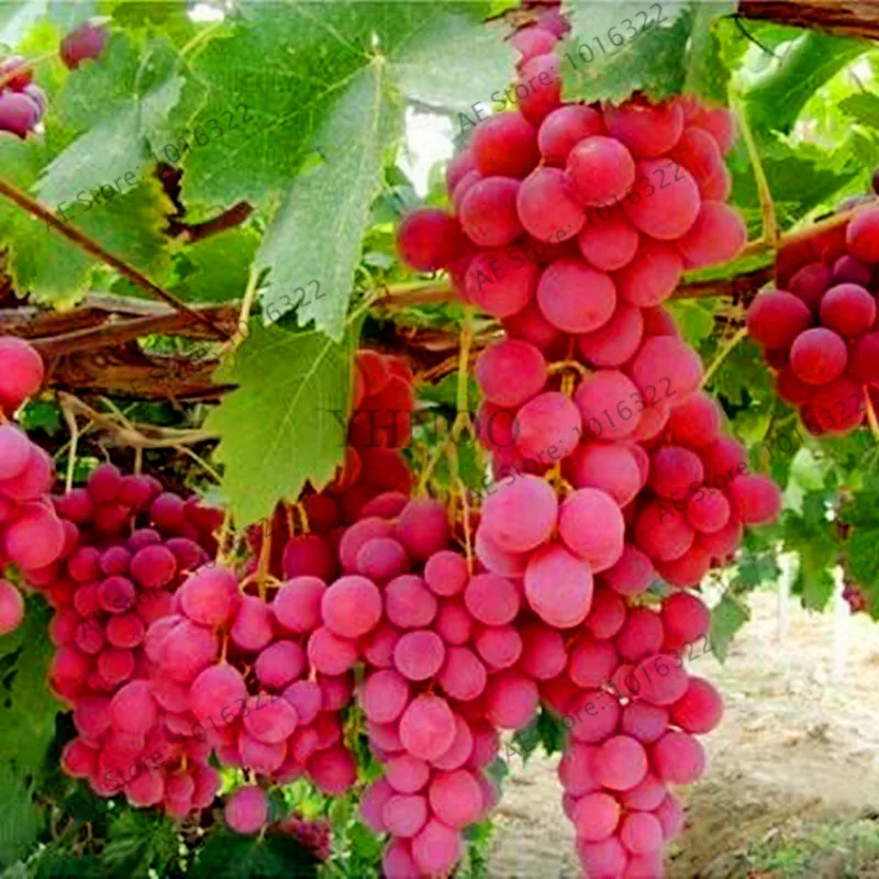 Grape Seeds 50Pcs Best Seeds Online Free Shipping Worldwide