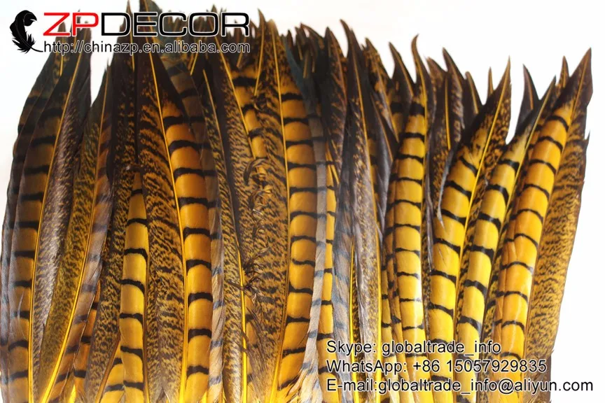lady amherst pheasant feathers (89)