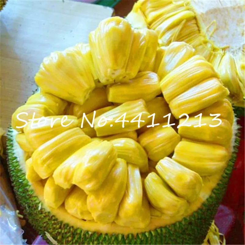 

Fresh Jackfruit bonsai Fruit Trees Tropical Rare Giant Tree plant Rare Miracle Fruit Garden plant New Big Flowering Plant 10 Pcs