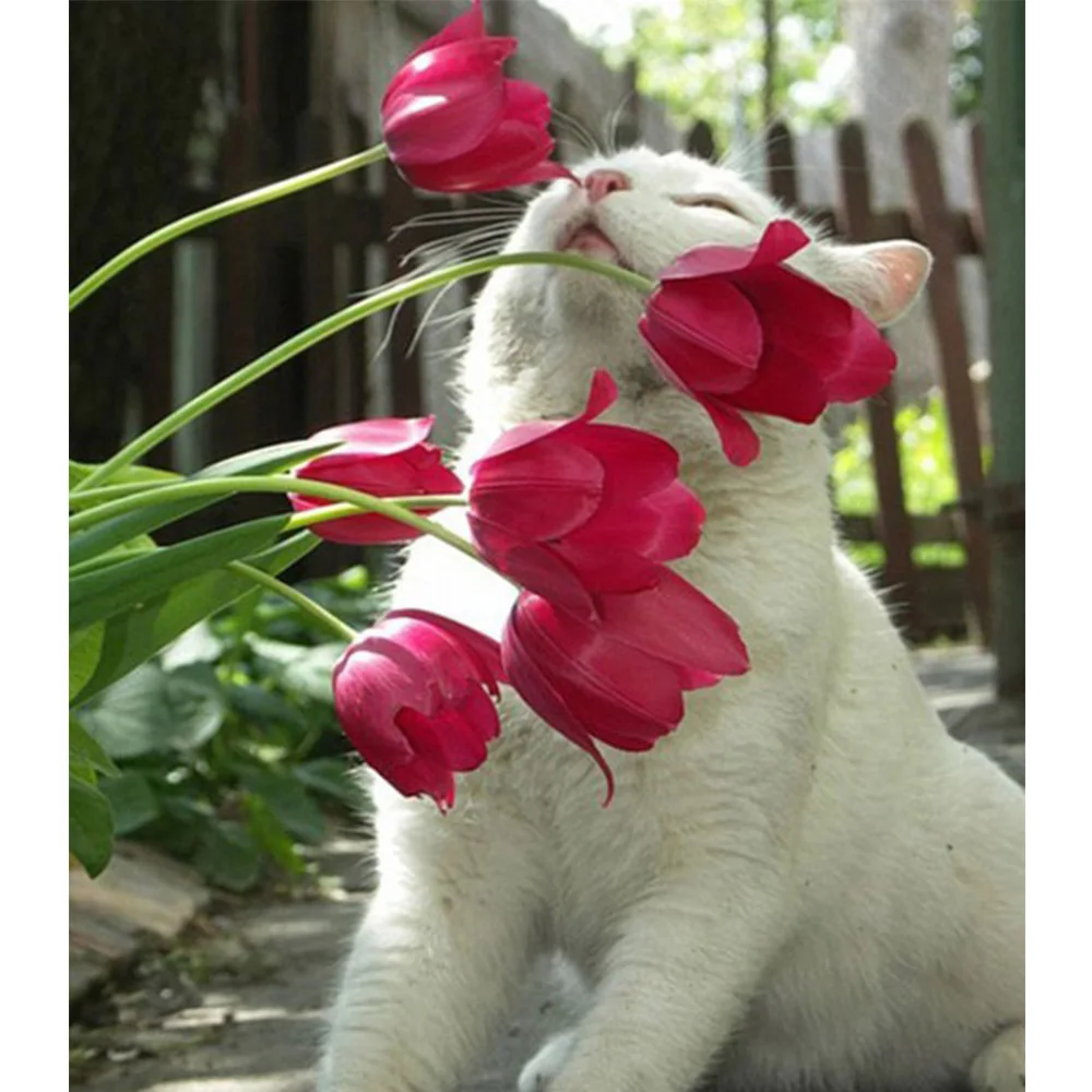 Diy Gambar Berlian 5D Lukisan Berlian Persegi Lucu Kucing Ciuman Diy Gambar Berlian 5D Lukisan Berlian Persegi Lucu Kucing Ciuman
