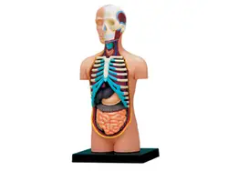 4d человека торс анатомическая модель Skelekon спецодежда медицинская обучающая помощь головоломки сборки игрушки лабораторное образование