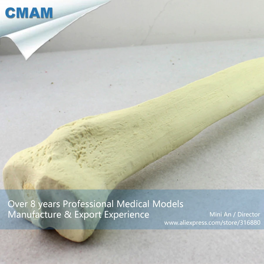 

No. 12319 , Human Tibia Bone, Model of Orthopedics Implantation Practice, CMAM china medical anatomical models