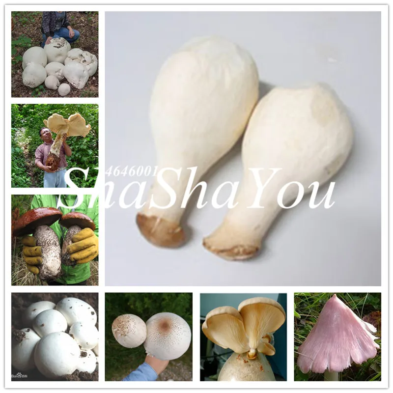 

Big Sales! 100 pcs/bag Gaint Mushroom bonsai Funny Succlent Plant Amazing Edible Health Vegetable For Happy Farm Free Shipping