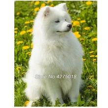 Полный квадратный алмаз 5D поделки алмазов картина Фото Пользовательские собака "самоед" 3D Вышивка крестом мозаичный Декор для дома YG282