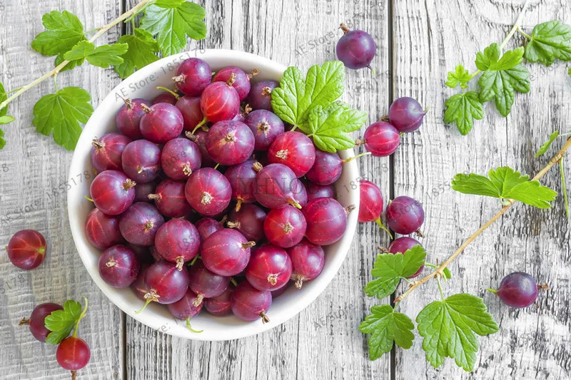 104 шт./упак. свежий многолетний плащ физалиса Gooseberry бонсай горшечный фруктовый
