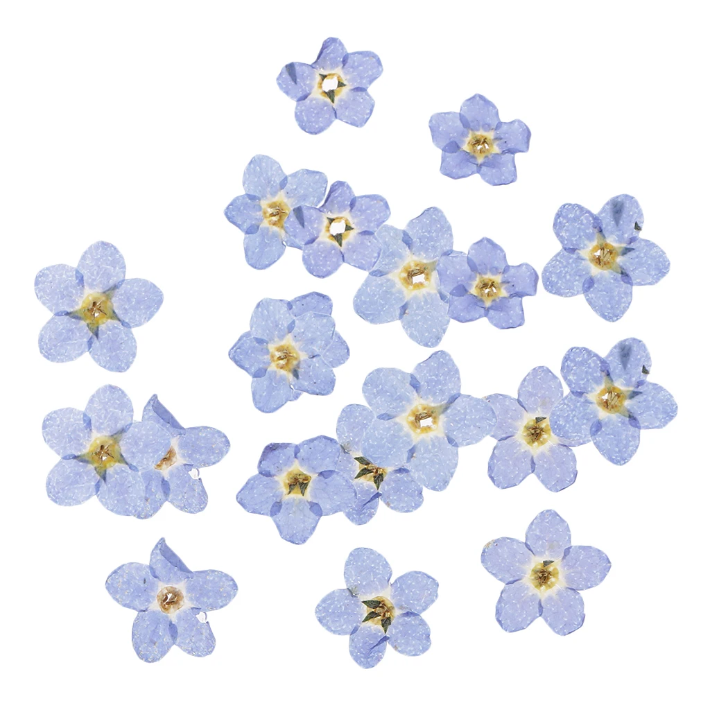 20 Pieces Pressed Natural Dried Flowers Forget Me Not For DIY Craft Scrapbooking Phone Case Decoration