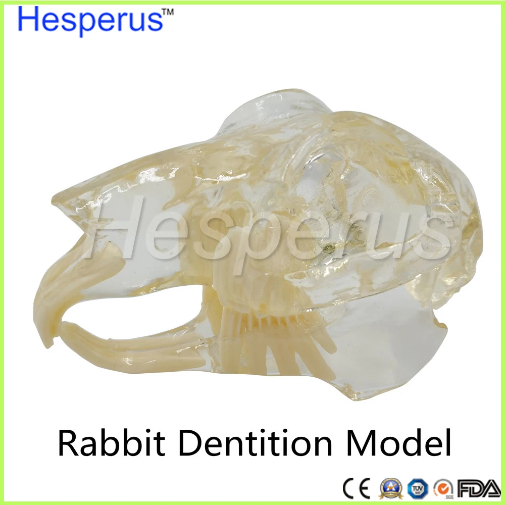 

High Quality Rabbit Dentition Model teeth skull jam teaching model Transparent anatomical model of Veterinary Medicine