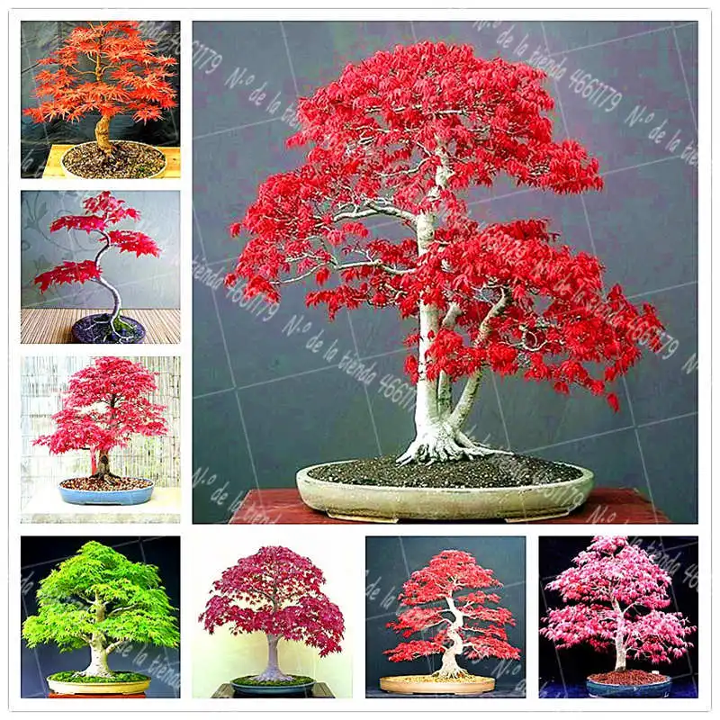 

40PCS/BAG Japanese Maple Bonsai Botanical Garden Forest Flower Plant Family Garden Decorative Plant Potted Planting
