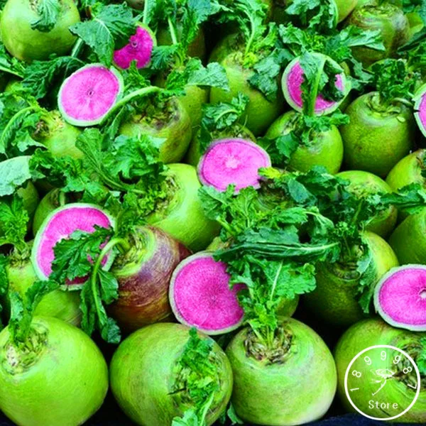 

Red radish,Fruit and vegetable bonsai Xinlimei, Binsai Garden Plant, Very Famous in China, about 50 Pcs/pack,#2721JR
