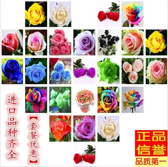 

100 piece 100% real ,1 Professional Pack Rare Amazingly Beautiful Black Rose Flower with Red Edge Freeshipping