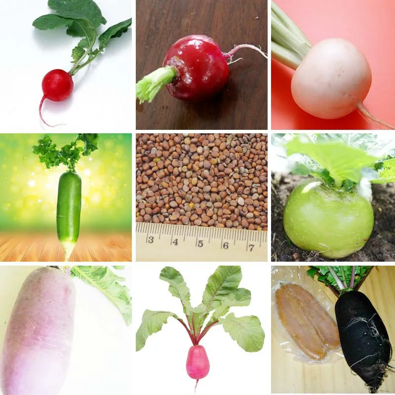 Hot Sale Radish Vegetable Seeds 11 Varieties Farm Courtyard Garden Planting Green non GMO Green