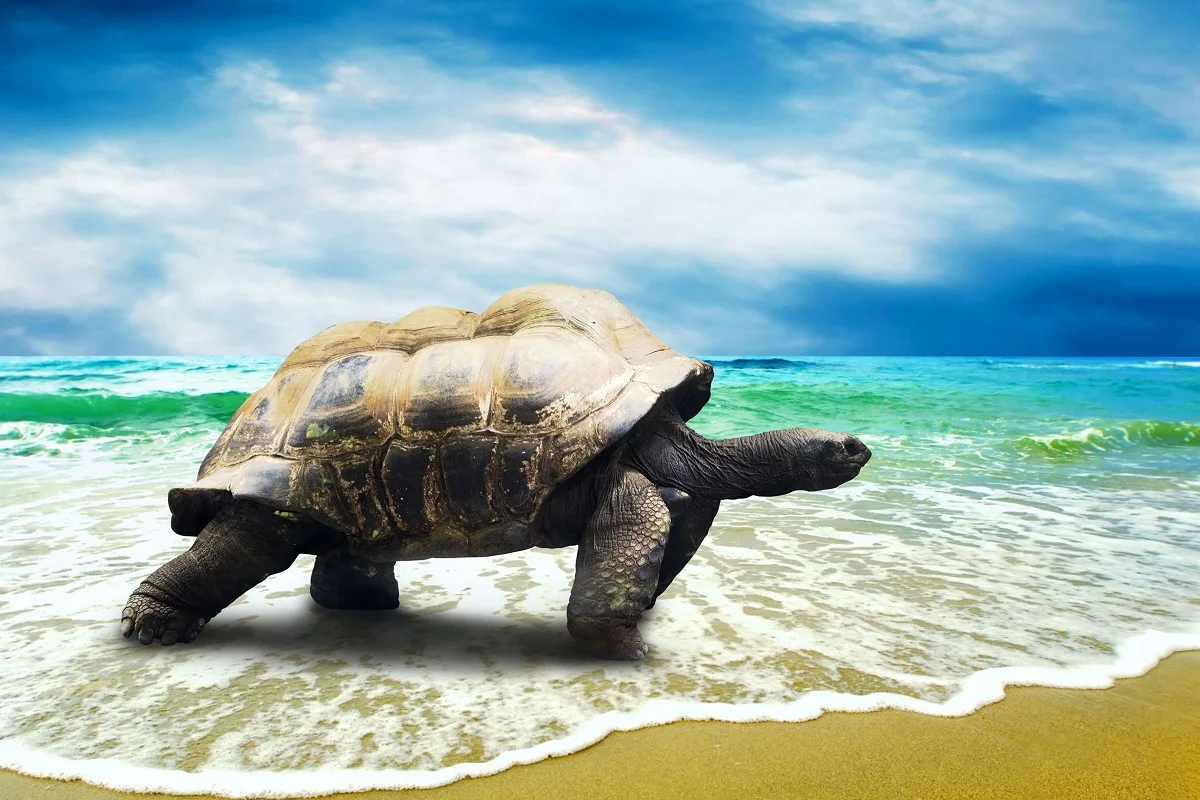 big turtle on the beach TJA023 canvas fabric poster custom print for wall decor room decoration home (frame available) | Дом и сад