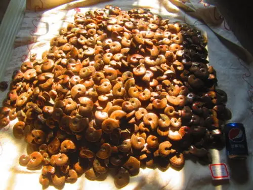 

41000g(90.2 lb) 800pcs Iridescent Ammonite Ammolite Fossil Madagascar