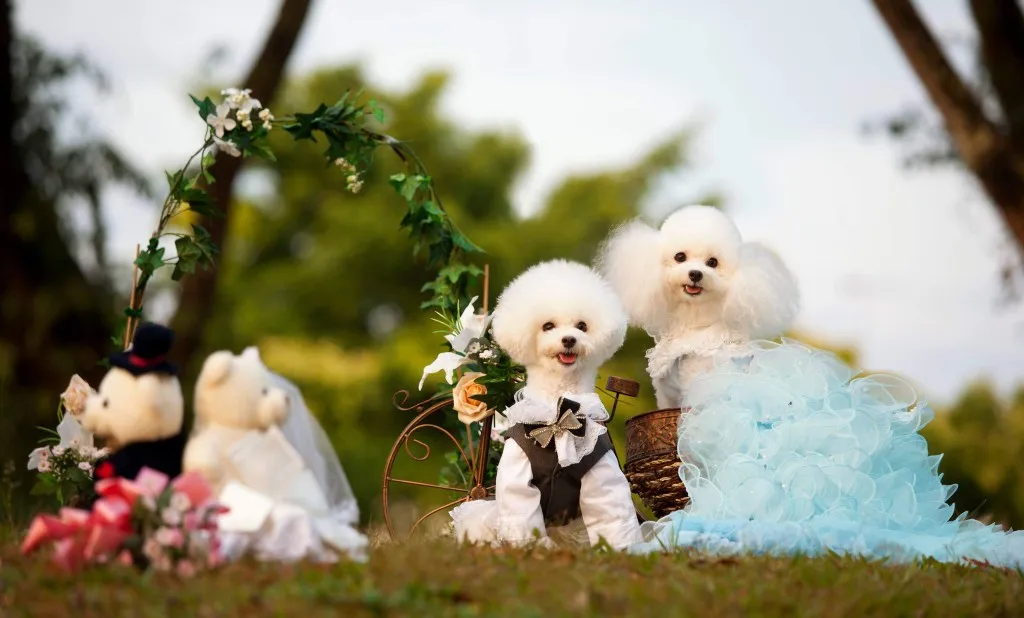 Vestidos para cães