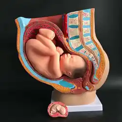 Анатомическая модель для беременных женщин в области таза 4 части с детским плодом в течение 40 недель учебное обучение медицине