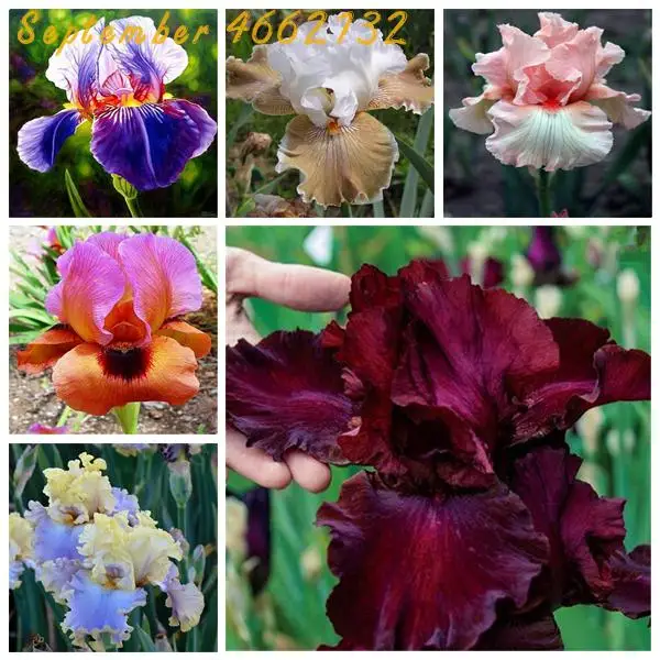 

Hot Sale!100 Pcs Mixed Iris Plant,bonsai flower Bonsai Heirloom Iris Tectorum Perennial Flower Plants Rare palnt for home garden