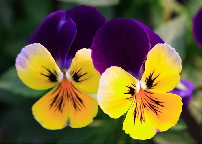 50 Pcs Exotic Plant Pansy Seed Mix Color Bonsai Flower Diy Home Garden Potted WS 