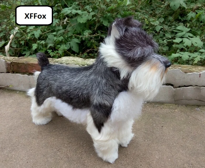 

big real life Schnauzer dog model plastic&furs simulation gray dog doll gift about 47x42cm xf1631