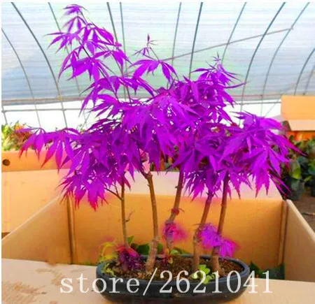 

20pcs/bag purple maple plant rare potted plant bonsai tree for home garden
