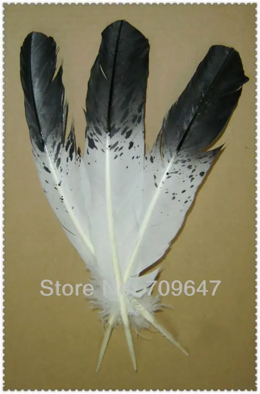 50PCS/LOT 10 12inch 25 30cm White Turkey Wing Feathers dyed Black Tip