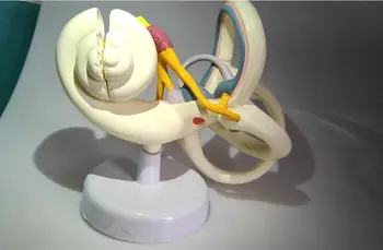 

18X Labyrinth Model Inner Ear Vestibular Enlargement Model Ear Anatomical Model Ear Nerves Structure Model Medical Teaching Aids