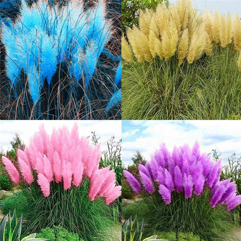 100PCS 5-Colors Bonsai Grass Cortaderia Feather Rare Plants Seed Garden Flower Seedsplants Pampas Grass Plants Garden Decoration