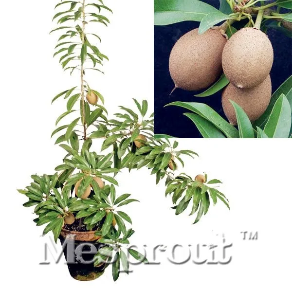 

100PCS Climbing Manilkara Zapota Bonsai Mini Potted Edible Fruit Bonsai China Top Quality Climbing Manilkara Zapota Bonsai C