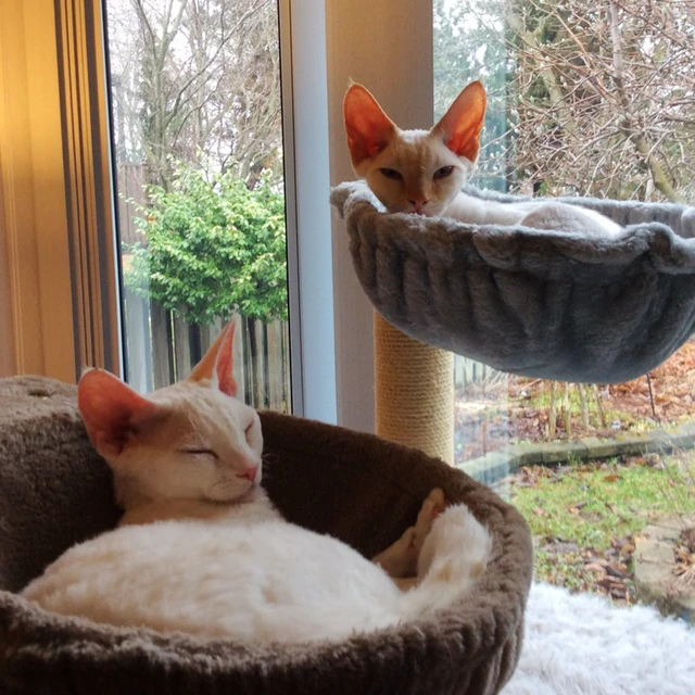 Mpkストア] 猫の巣、猫のベッド、猫の木のハンモック