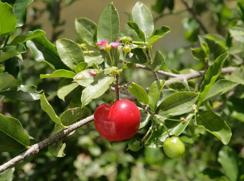 

5packs High Quality Cherry Acerola Extract 400mg x 500caps