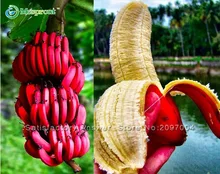 New Fresh Seeds Rare Scarce 100PCS Imported Banana Seeds Milk Taste Beautiful Delicious Fruit Seeds