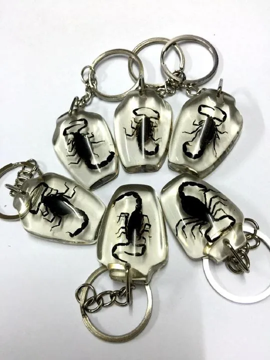 insect27