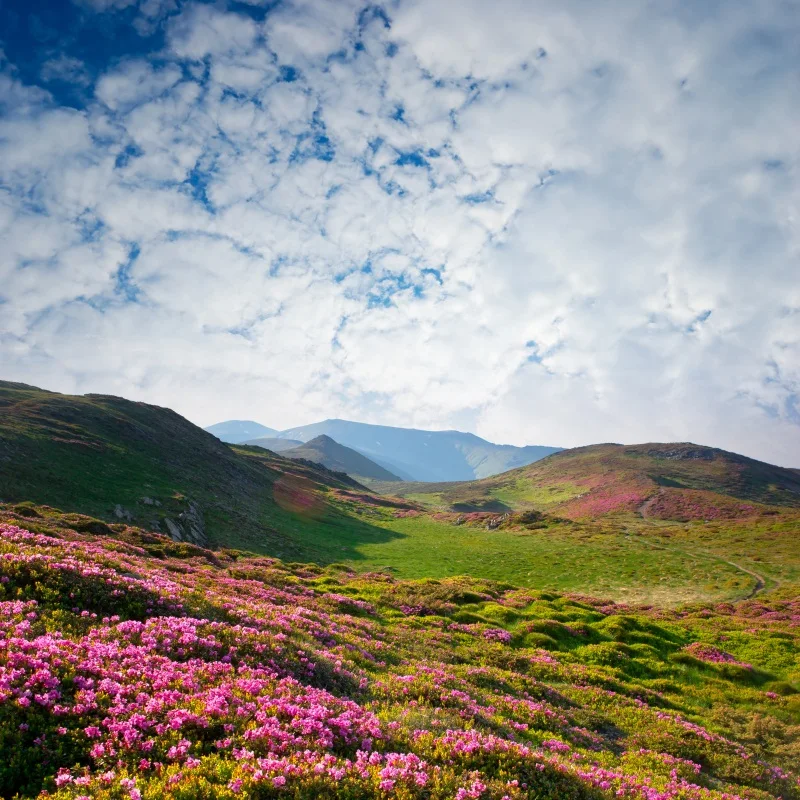 

Laeacco Spring Cloudy Sky Flowers Field Hillside Scenic Photography Backgrounds Backdrop Custom Backdrops Props For Photo Studio