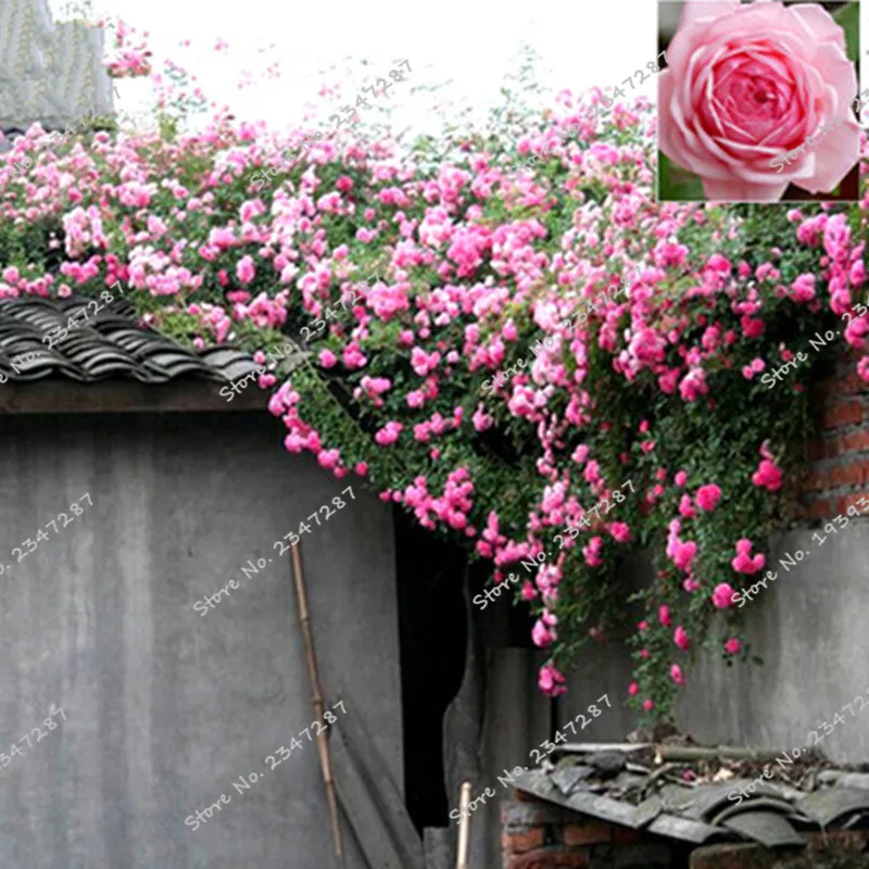 200 шт. Китай Восхождение Роуз Seedsflower висит лианы Rosas раран цветок Semillas de Flores бонсай растений украшения сада 200 шт. Китай Восхождение Роуз Seedsflower висит лианы Rosas раран цветок Semillas de Flores бонсай растений украшения сада