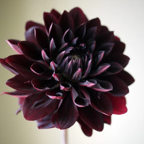 1 pcs Bulb Rare Black with Red Dahlia bulbs Beautiful Perennial Flowers