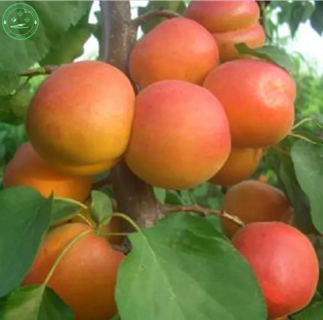 Buy Wholesale Organic Apricot From China Organic buy wholesale organic apricot from china organic