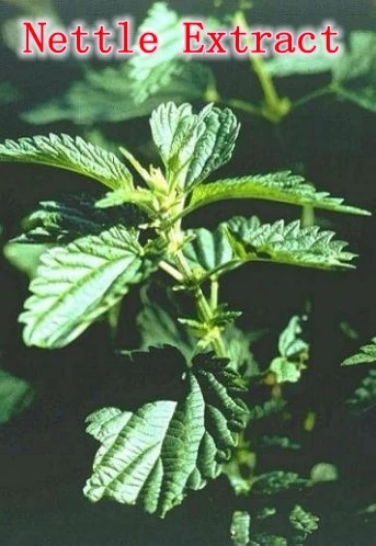 

1 pack Nettle Extract(Urtica cannabina ) 10:1caps 500mg x 300pcs caps free shipping