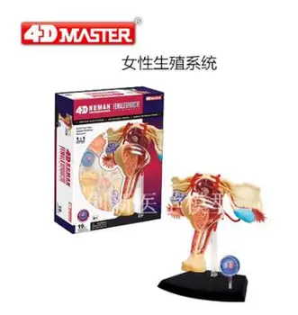 

4D female reproductive system anatomy model, new 3d reproductive system model.