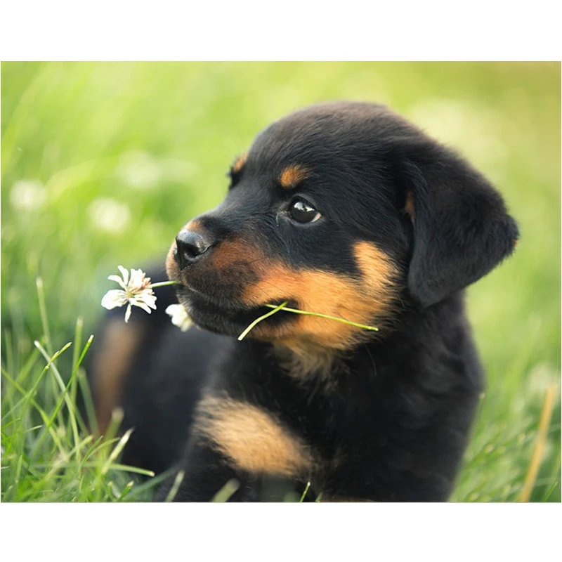 rottweiler cute puppy