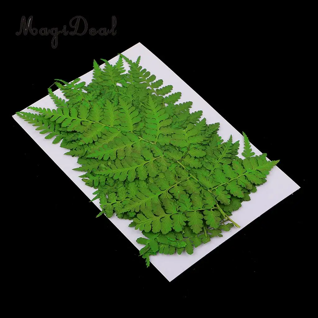 12pcs Natural Press Woodsia Leaves Pressed Real Dried Flower Dry Leaves for DIY Art Crafts Bookmark Scrapbooking Card Making