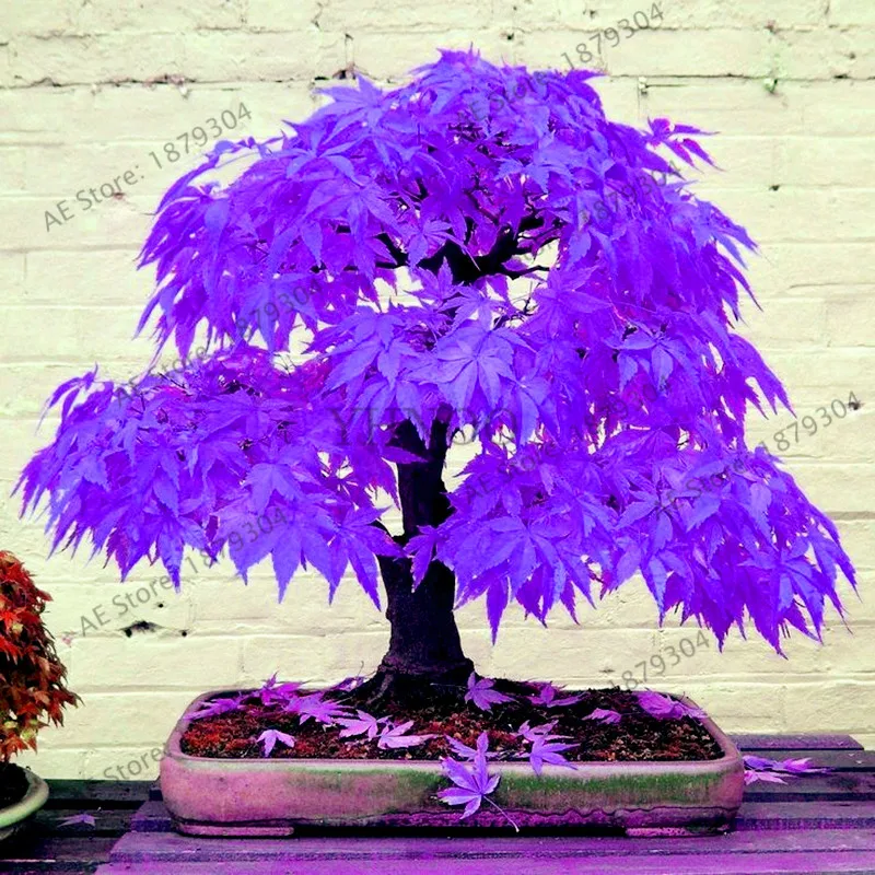 

Purple Ghost Maple Bonsai tree flores,bonsai tree for Garden Planting All Season,easy to grow,10pcs/bag