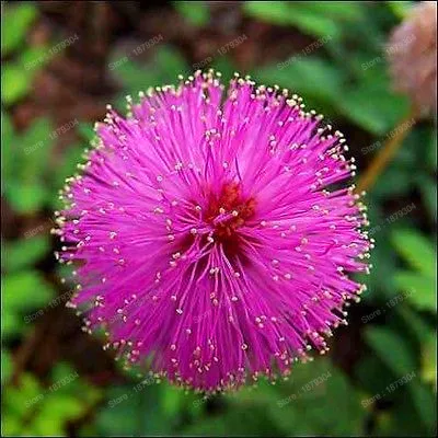 Многолетний Mimosa Pudica Цветочный ЗАВОД Бонсай Mimosa цветок Флорес для дома сад разумный листва цветок предсказать землетрясение 200 - Цвет: Цвет: желтый