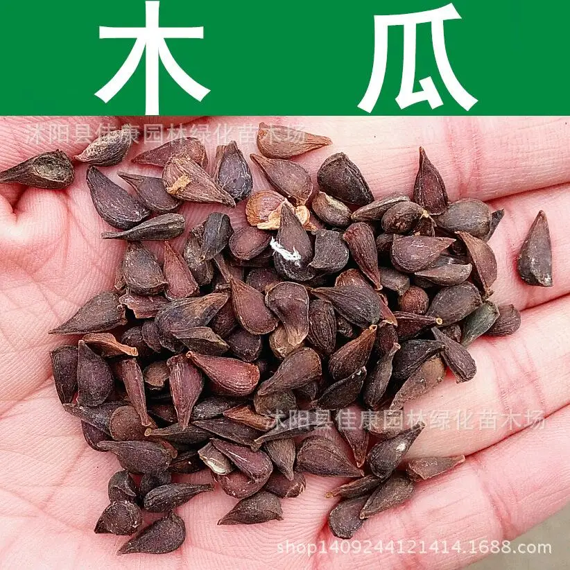 Семена Папайи Купить В Аптеке