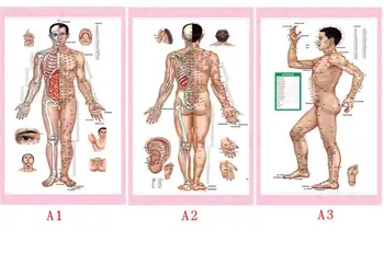 

Male / Female human meridian points Wallmap acupuncture ear hand foot head body massage map human flipchart HD chinese - English