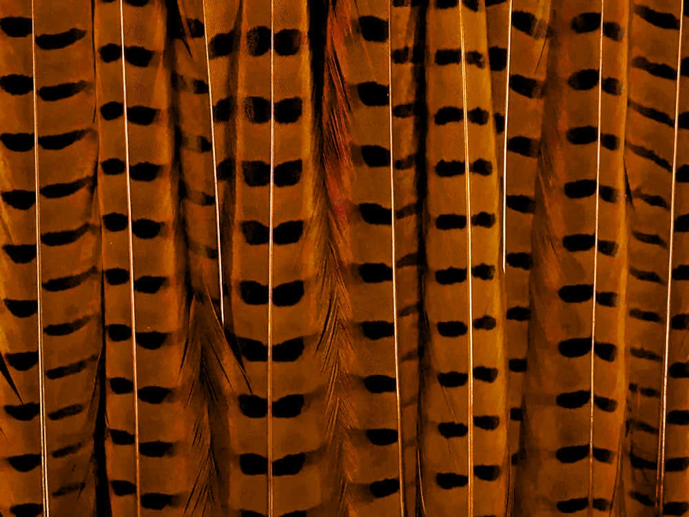 orange-2