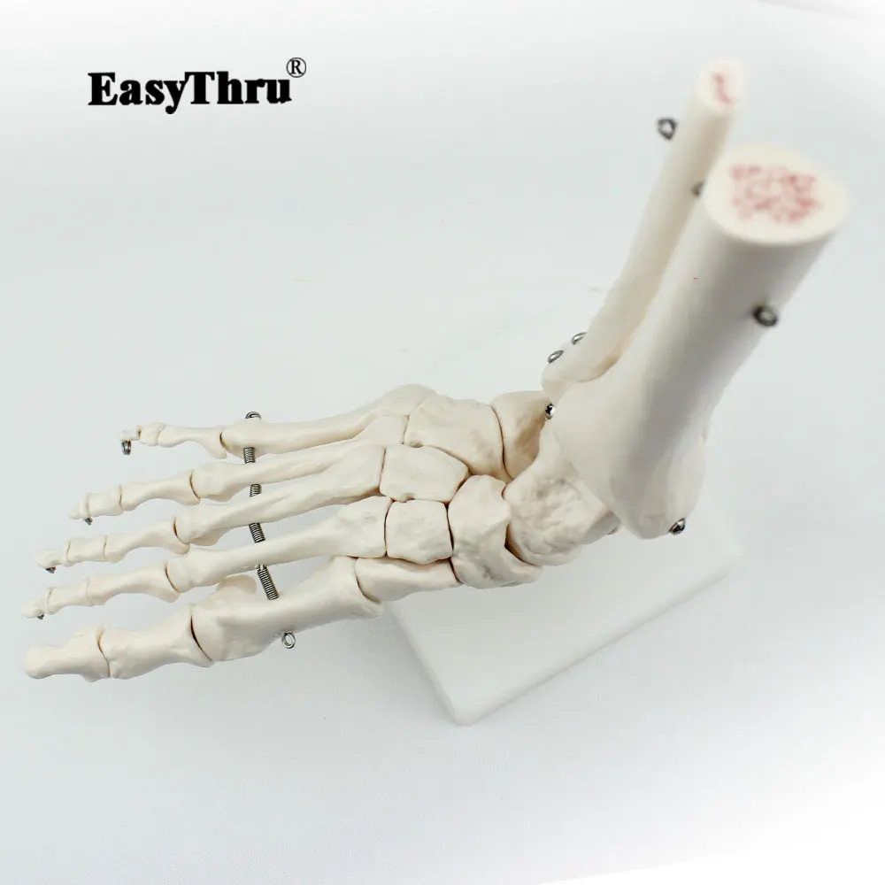 

Ankle Joint Model Humerus Foot Bone Skeleton Model High Quality Medical Science Doctor Recommended